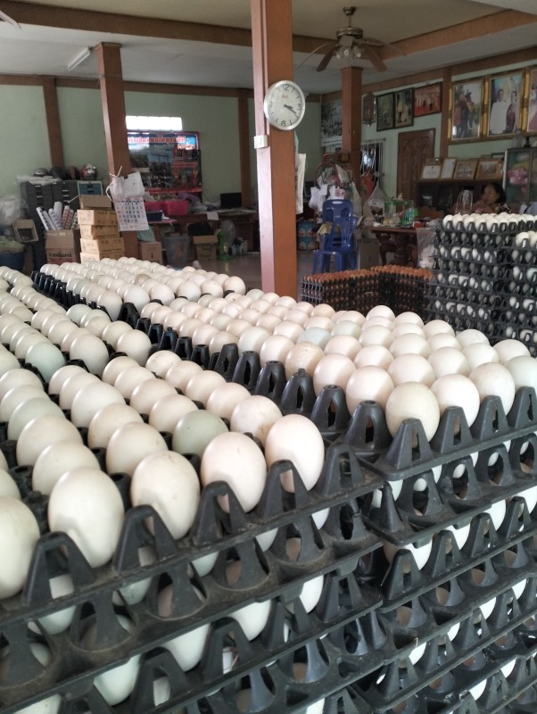 ไข่เป็ด