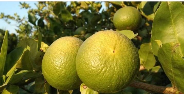 มะนาวแป้นพิจิตร