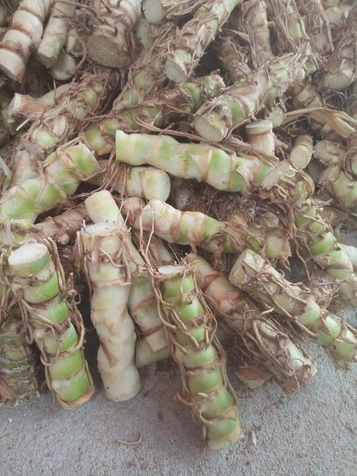 ท่อนพันธุ์หญ้าหวานอิสราเอล(แถมฟรี 10 ท่อน)