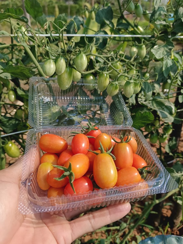 มะเขือเทศราชินี