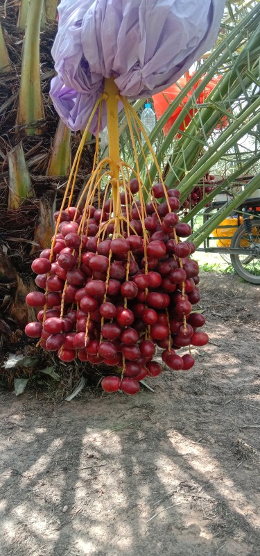 บาฮีแดง