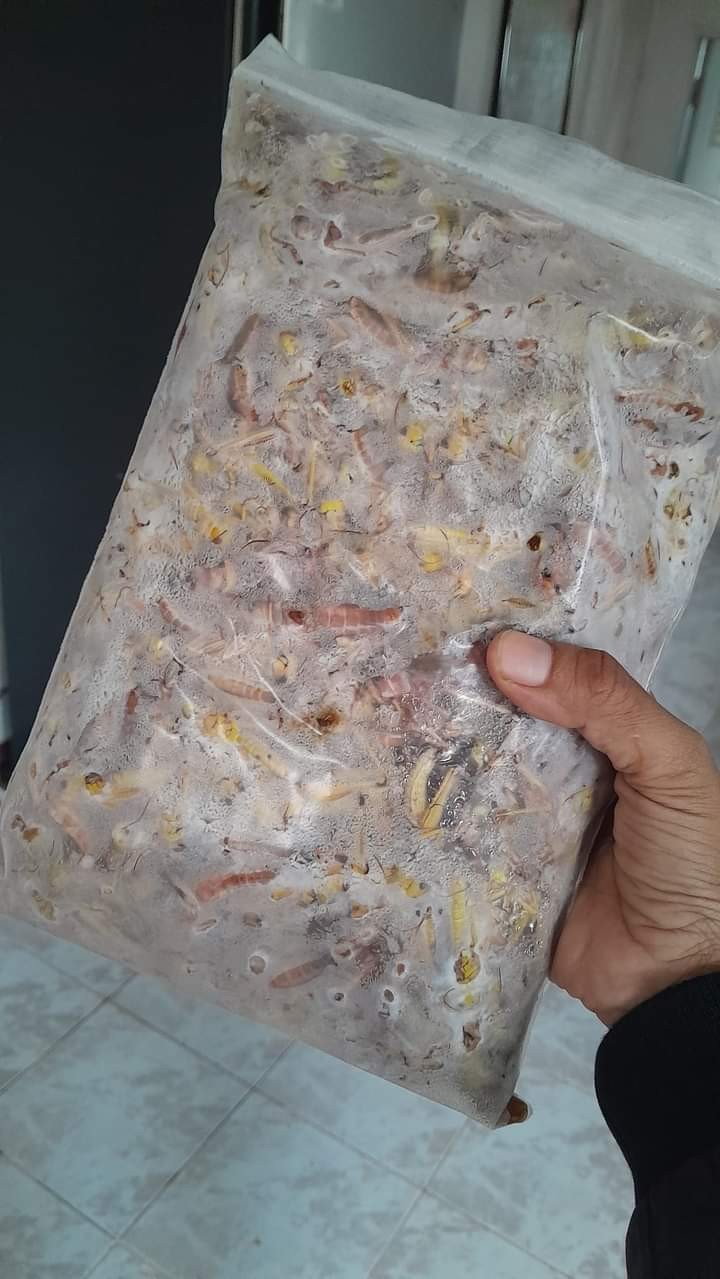 ตั๊กแตนตัวสด