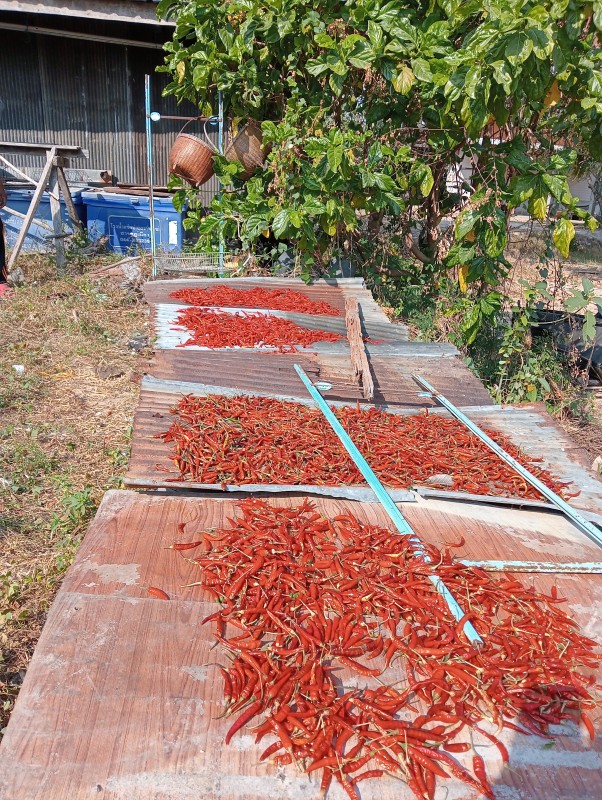 พริกแห้ง