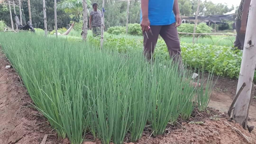 ต้นหอมอินทรีย์