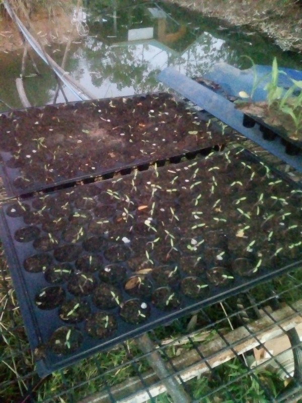 มะเขือเทศทานสด