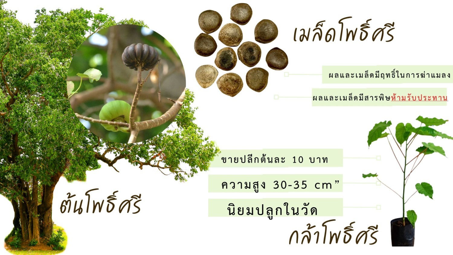 กล้าโพธิ์ศรี