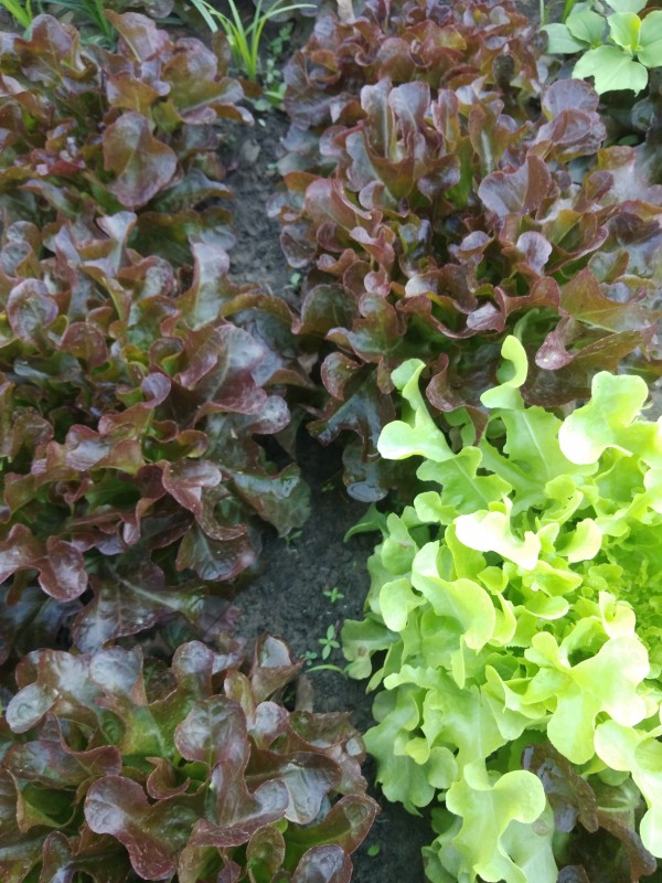 อรอนงค์