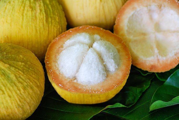 กระท้อน