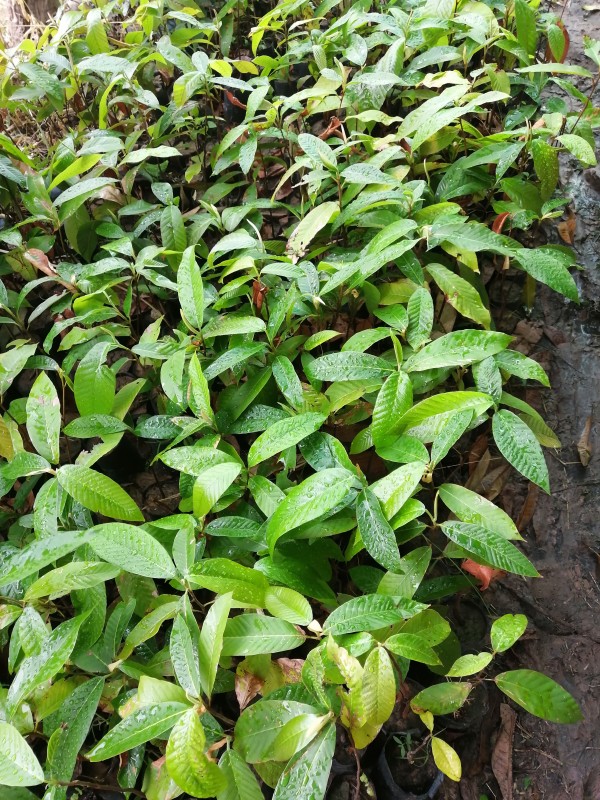 สวนลุงประมวลการเกษตร