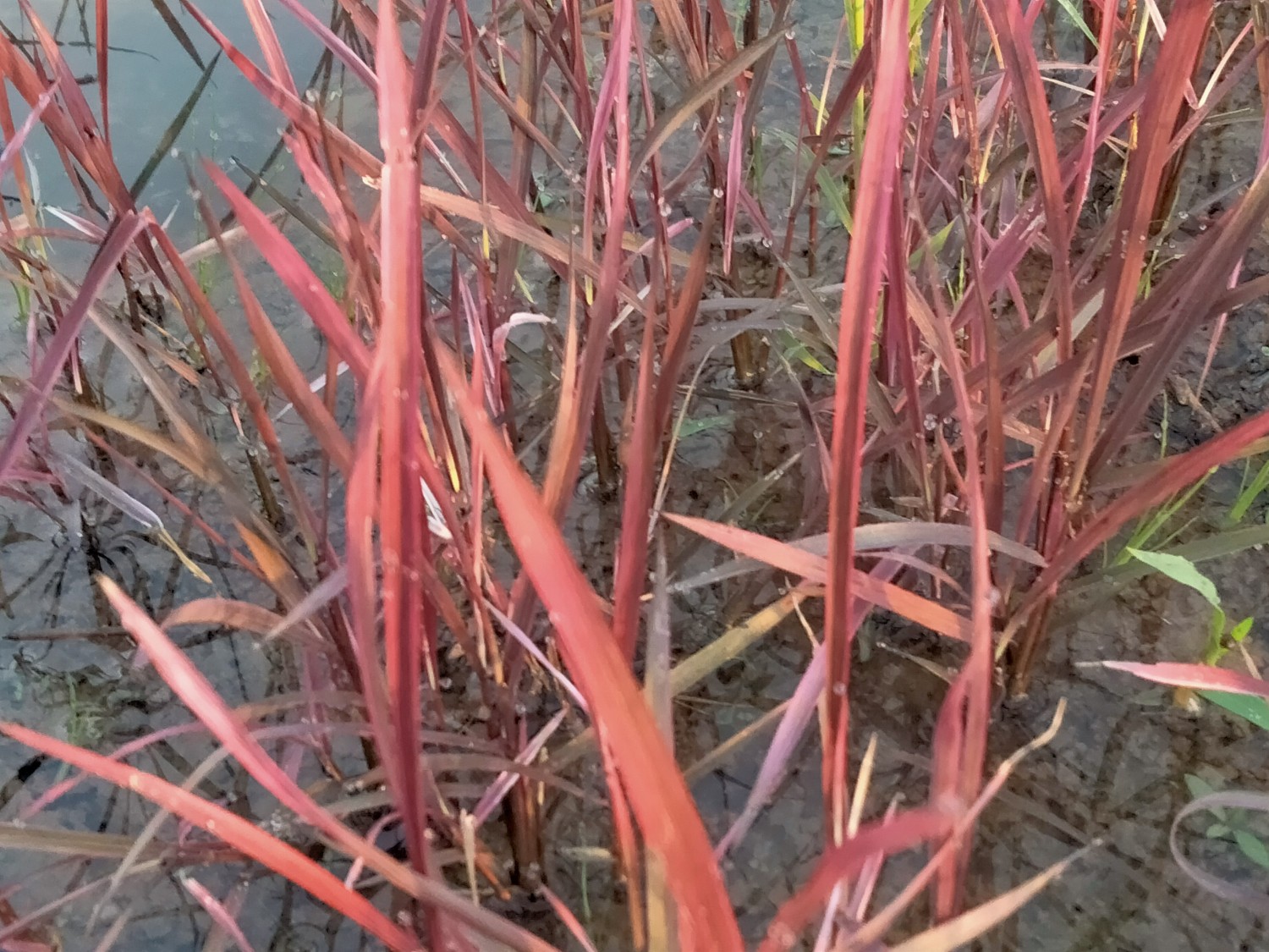 กุ้งก้ามแดงลำดวน