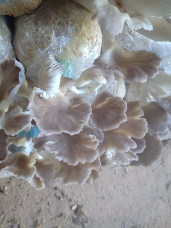 ดอกเห็ดนางฟ้า