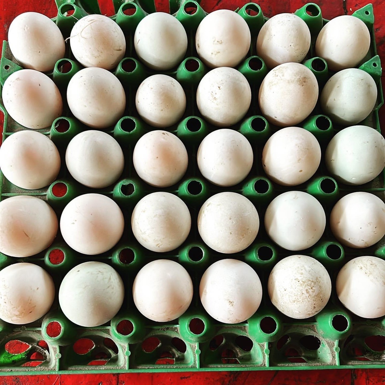 ไข่เป็ด