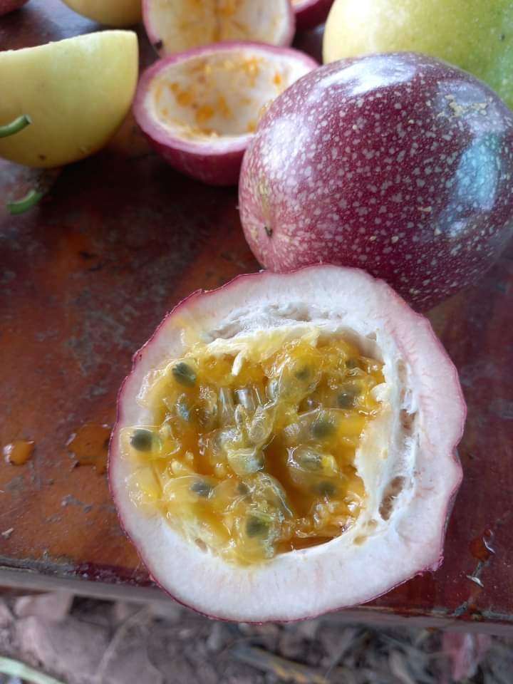 ต้นพันธุ์เสาวรส