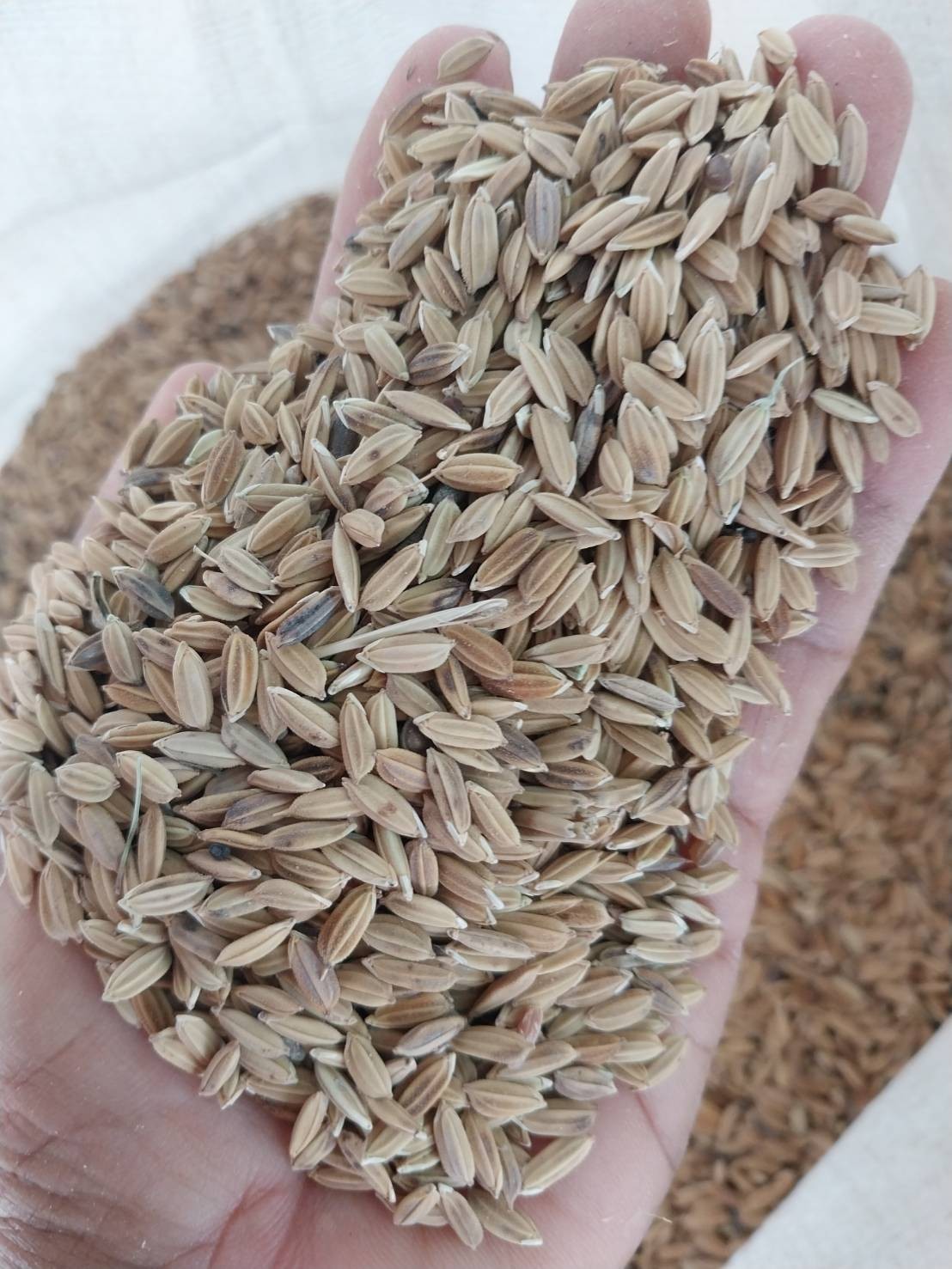 อาหารไก่