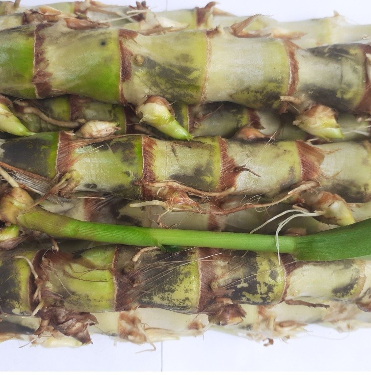 หญ้าหวานอิสราเอล