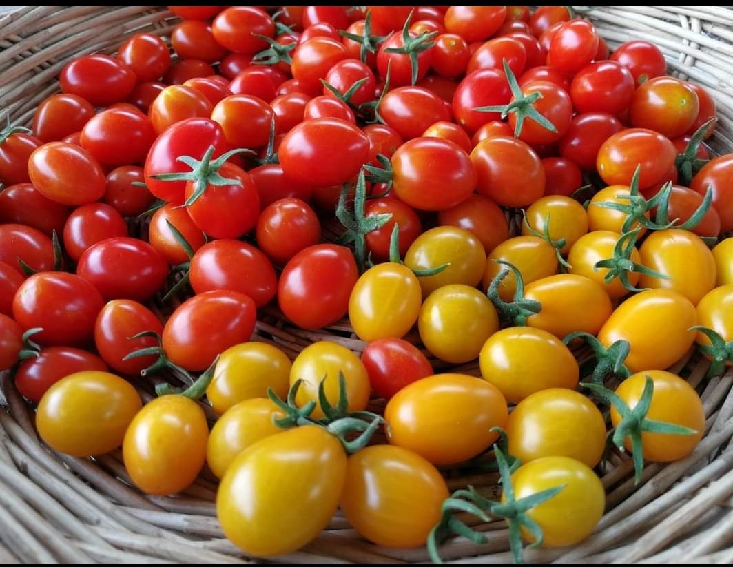 มะเขือเทศเชอรี่