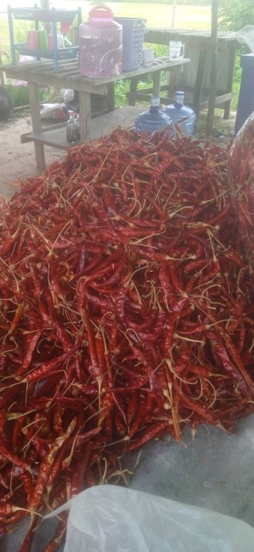 พริกแห้ง