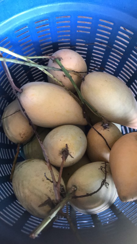 หนองระฆังเกษตรอินทรีย์