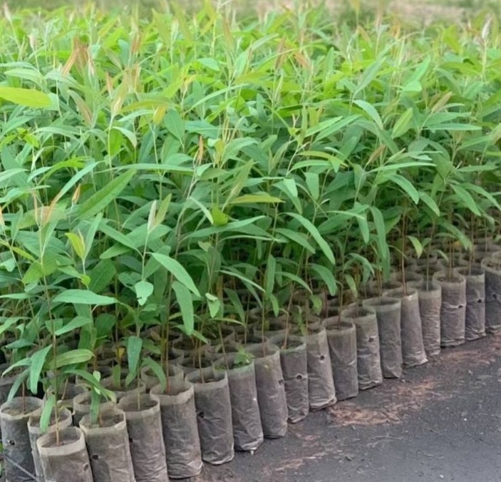 ต้นกล้ายูคาลิปตัส