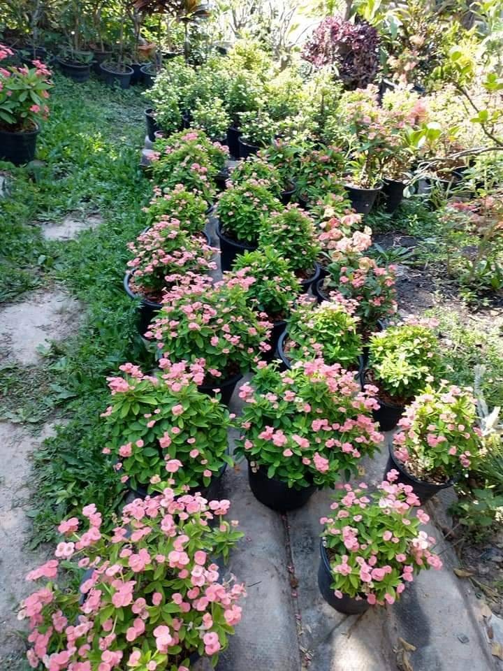 โป้ยเซีบน