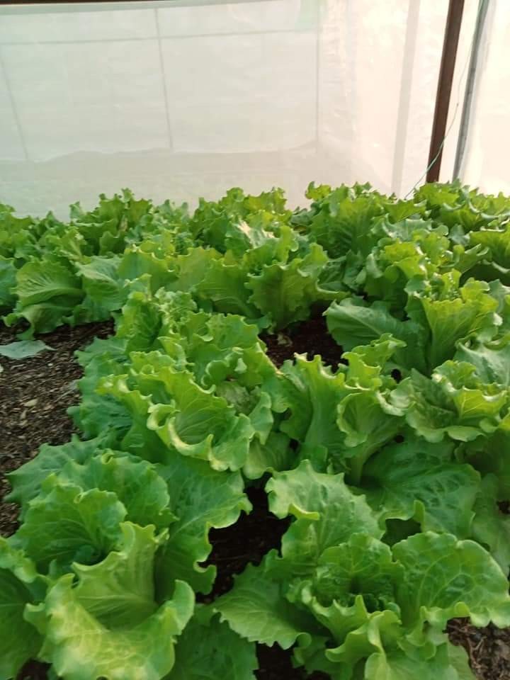 ผ้กสลัด