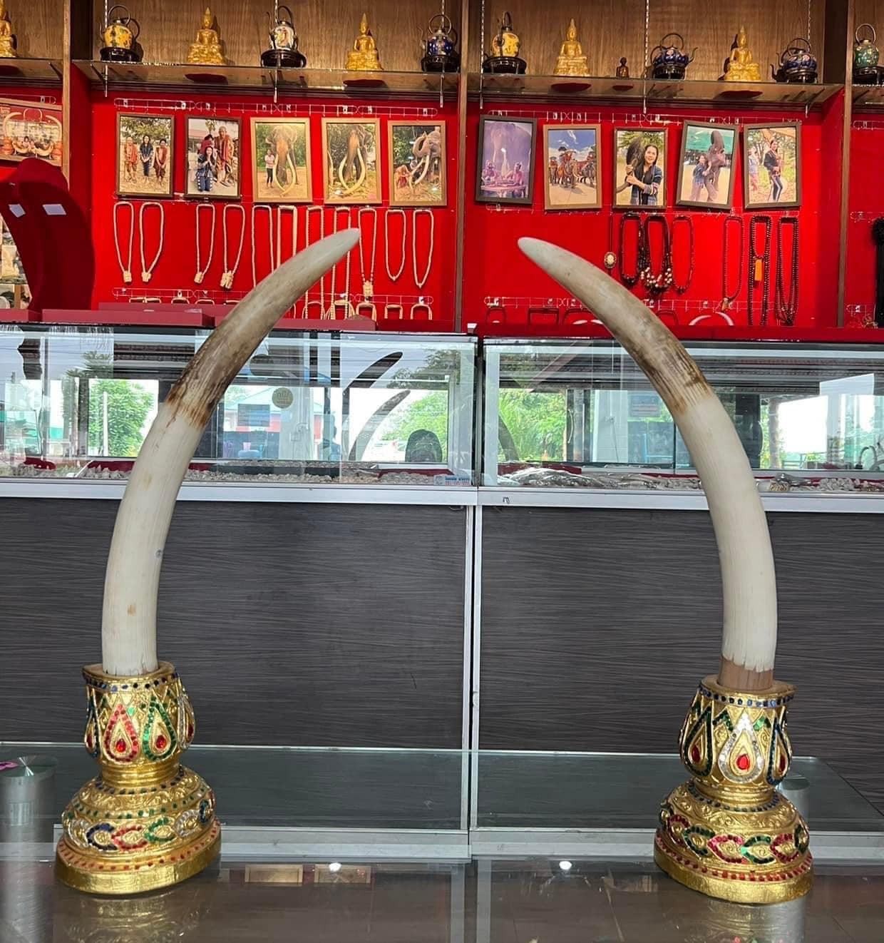 งาคู่ มี ใบครอบครอง พร้อมฐาน