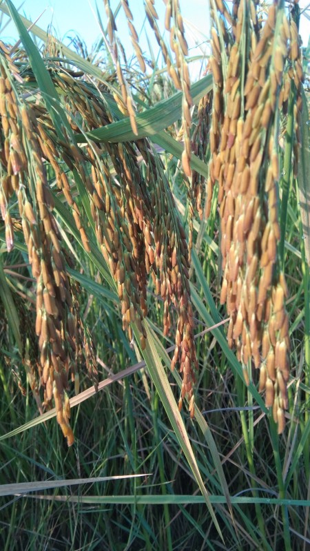 ข้าวหอมมะลิอินทรีย์