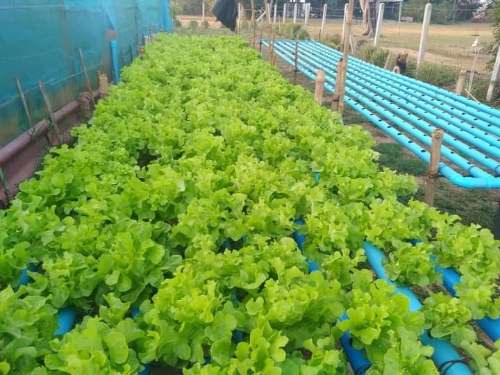 ผักสลัด