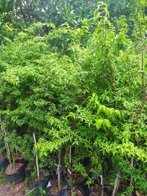 โมกแคระ