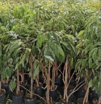 ต้นลิ้นจี่นครพนม1