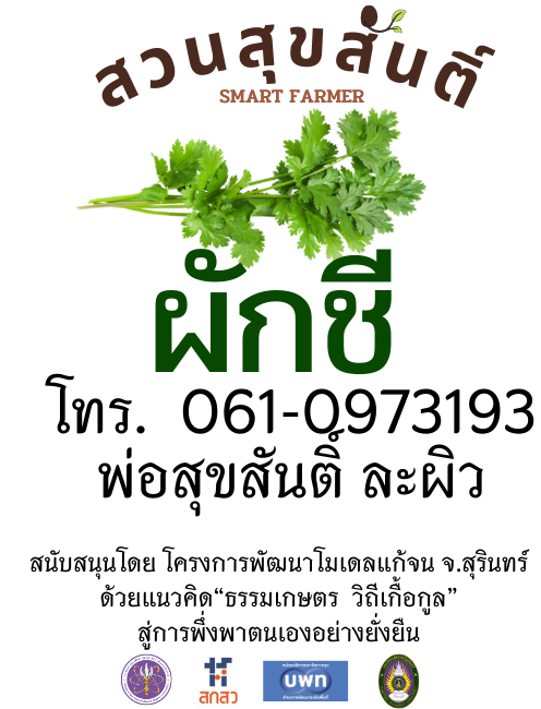 เมล็ดพันธุ์ผักชี