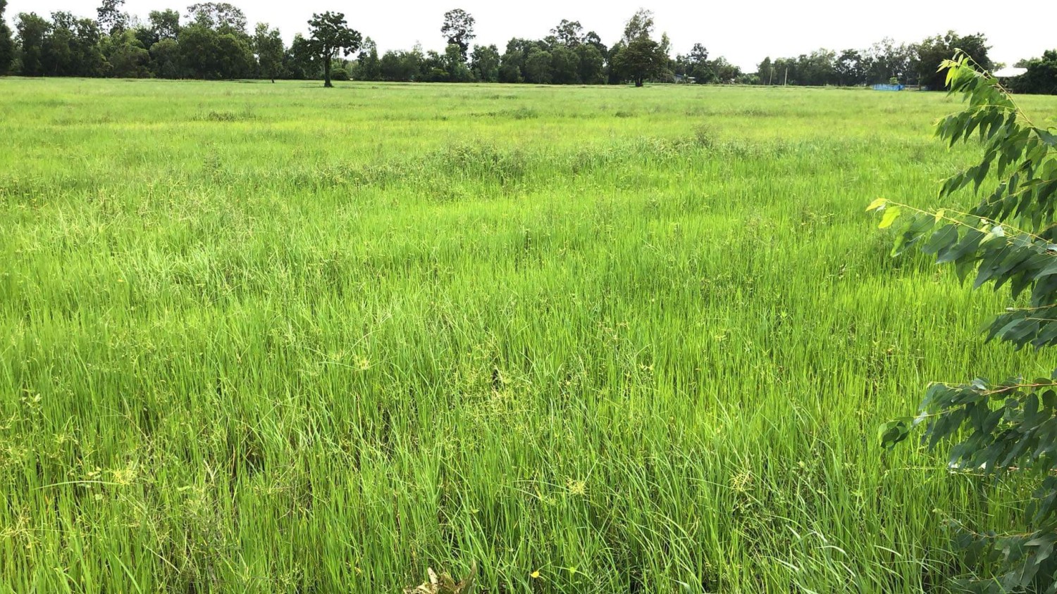 พรมมีฟาร์ม