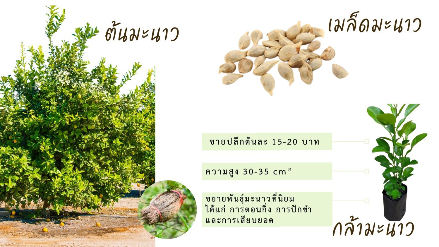 กล้ามะนาว