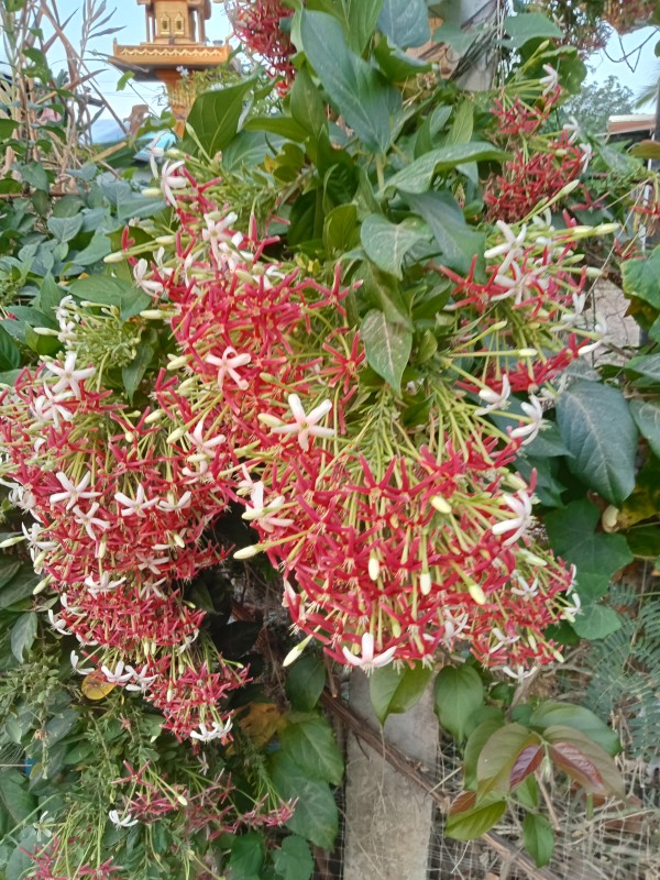 วรลักษณ์