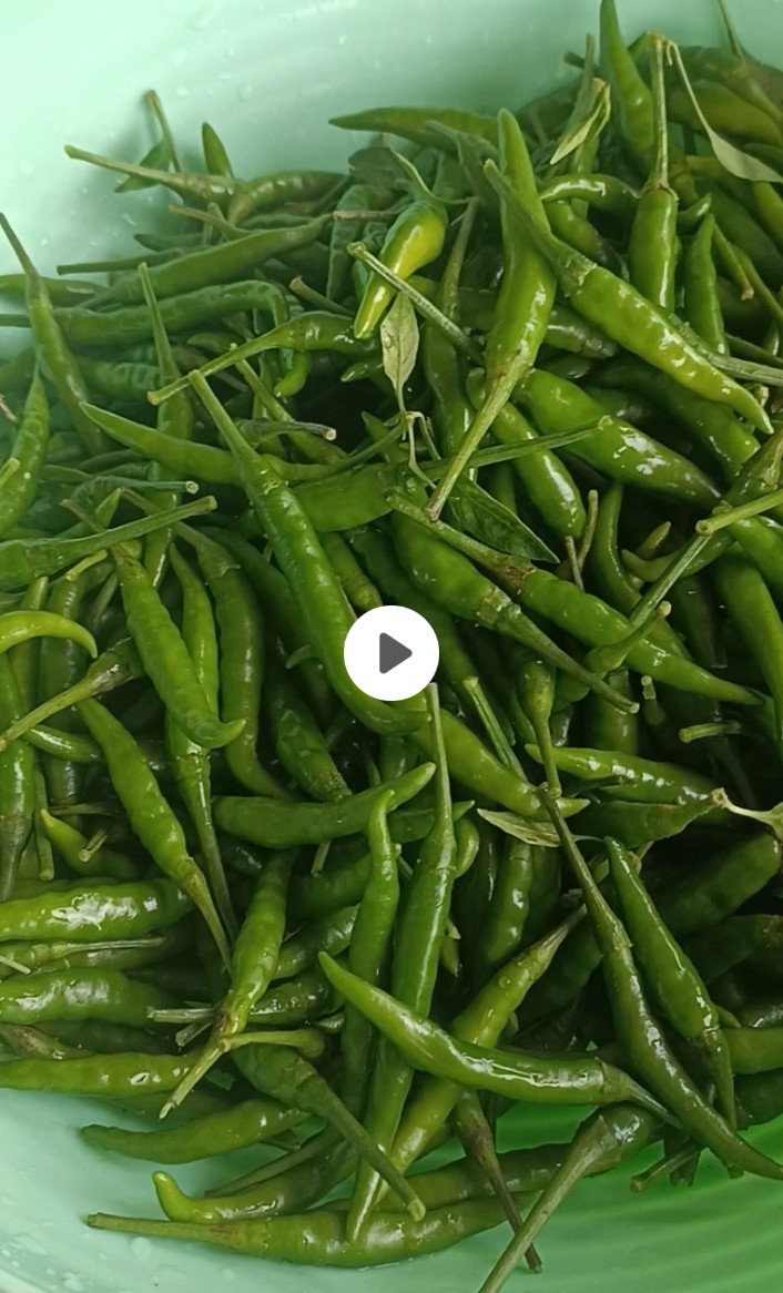 พริกปลอดสารพิษ