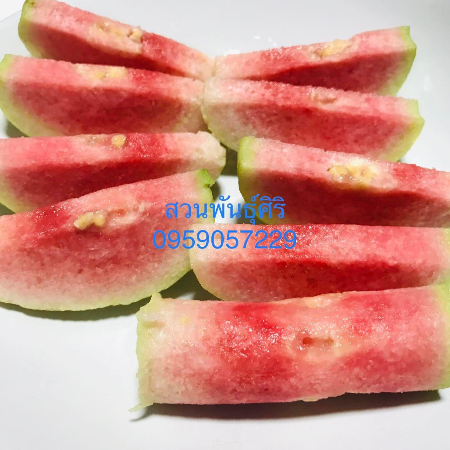 ต้นพันธุ์ฝรั่งหงเป่าสือ