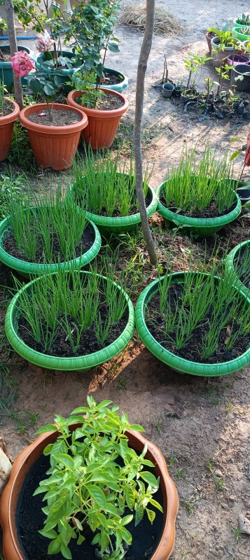 ต้นหอมแบ่งปลูกพร้อมกระถาง