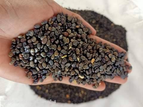 ปอเทืองเมืองช้าง