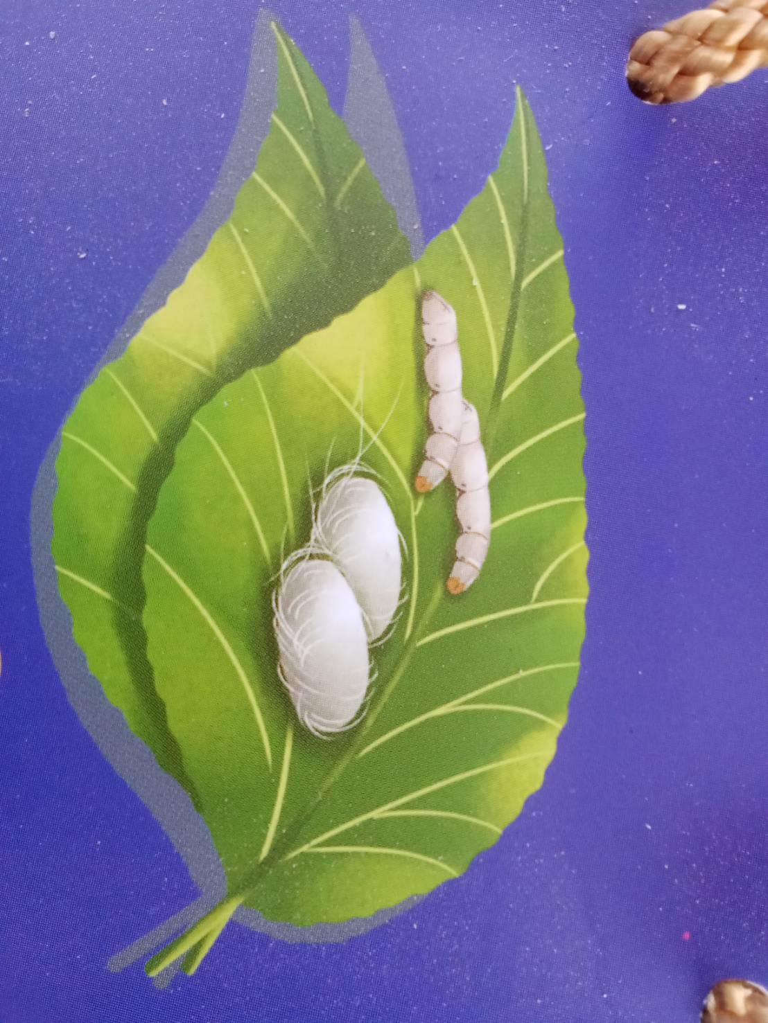 กลุ่มแม่บ้านบ้านหม่อนไหมพัฒนา