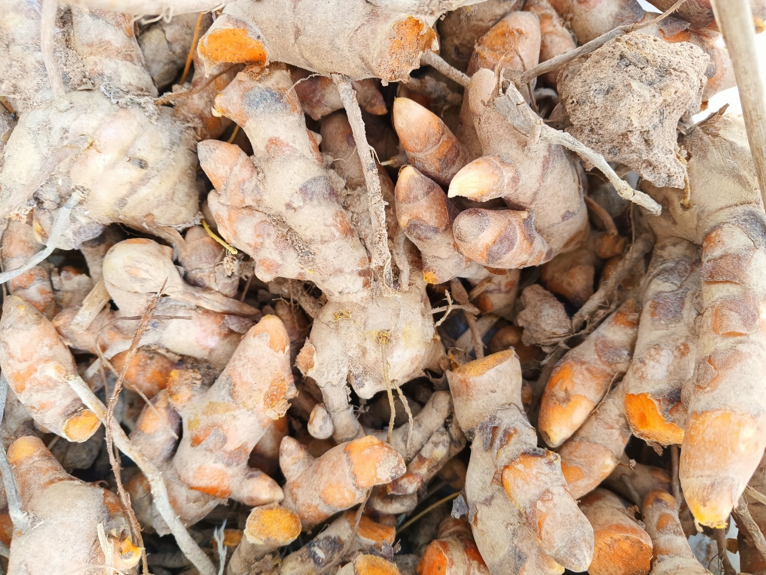 ขมิ้นชัน ตรัง1