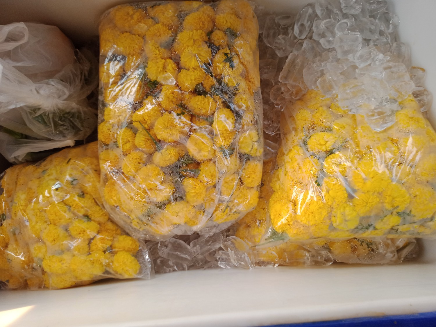 นาแปลงใหญ่