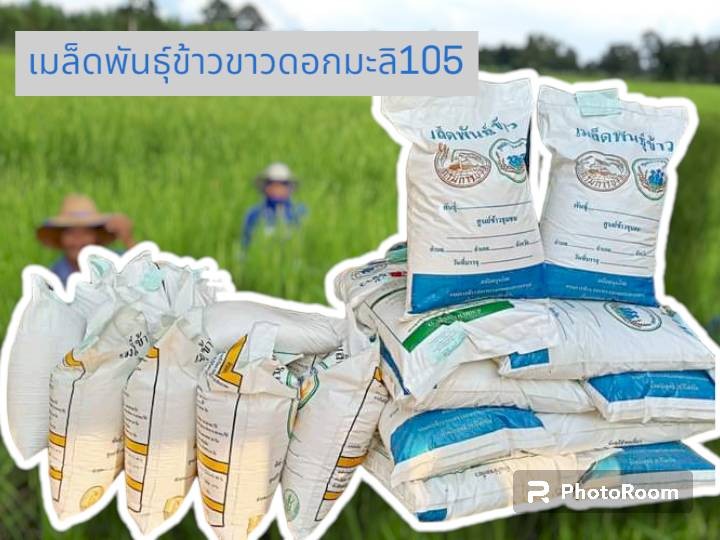 เมล็ดพันธุ์ข้าวอินทรีย์ ข้าวขาวดอกมะลิ105