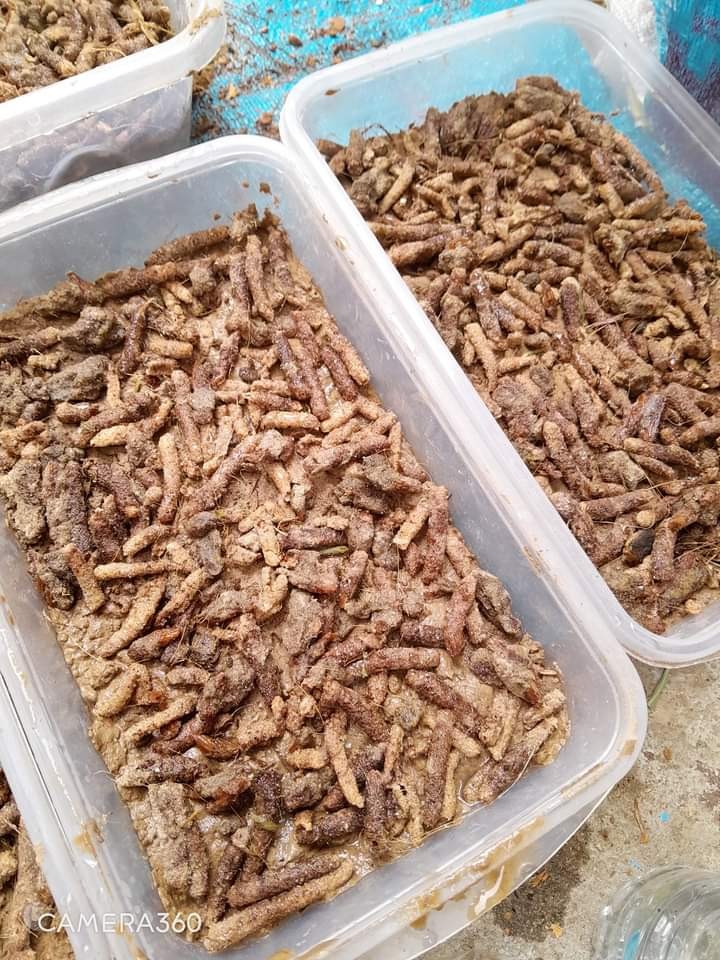 ไข่ตั๊กแตนปาทังก้า