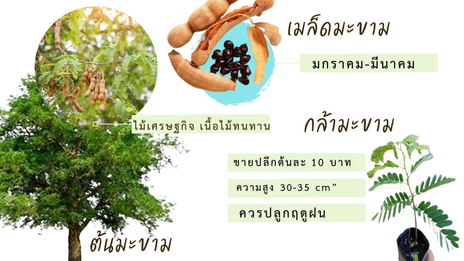 กล้ามะขาม