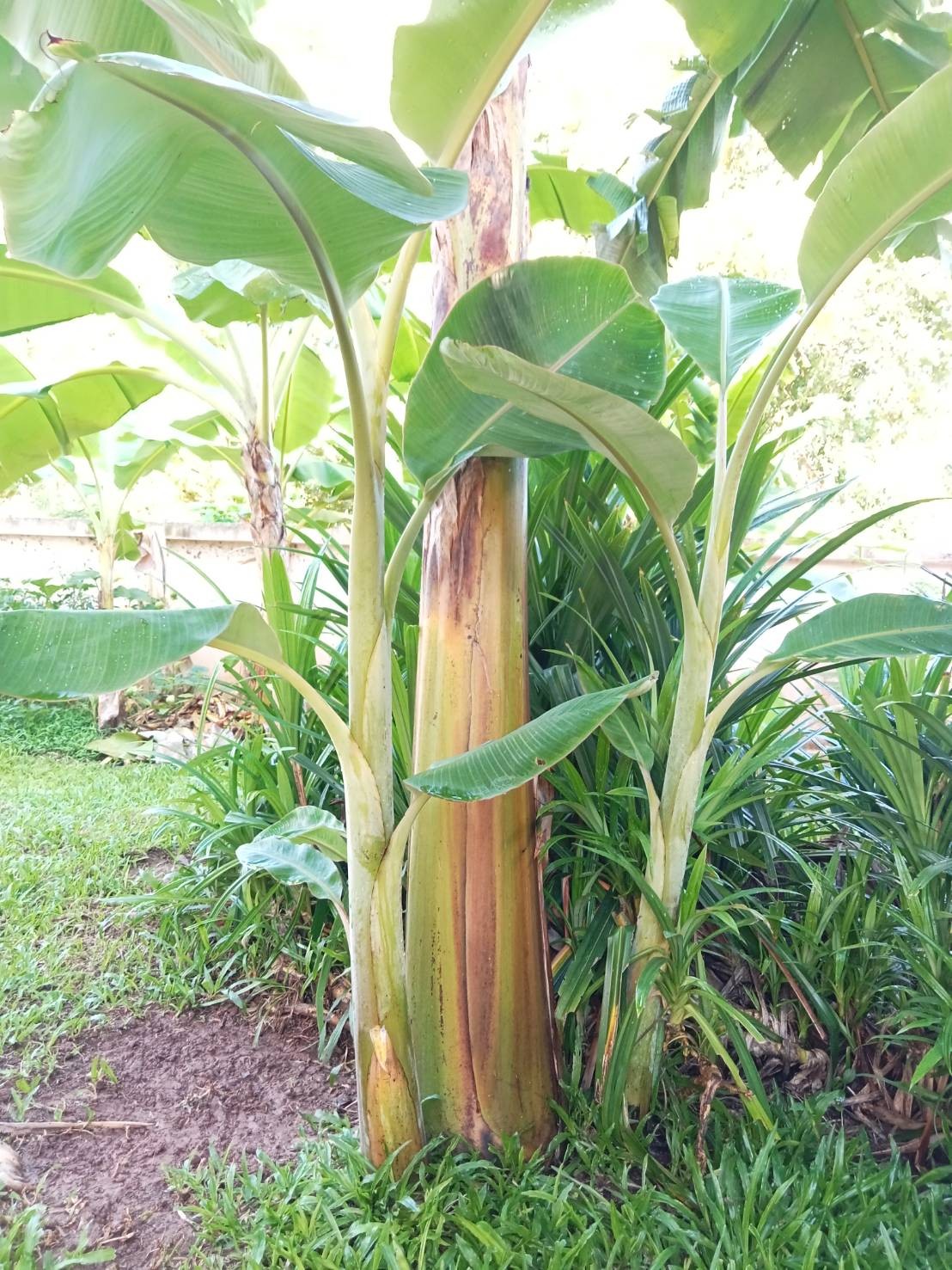 หน่อกล้วย (น้ำหว้า/หอมทอง)