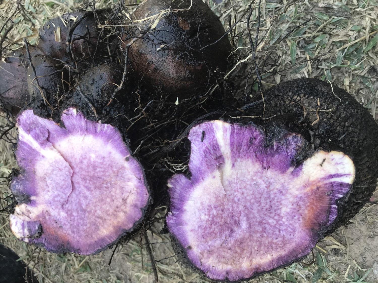 มันเลือดนก