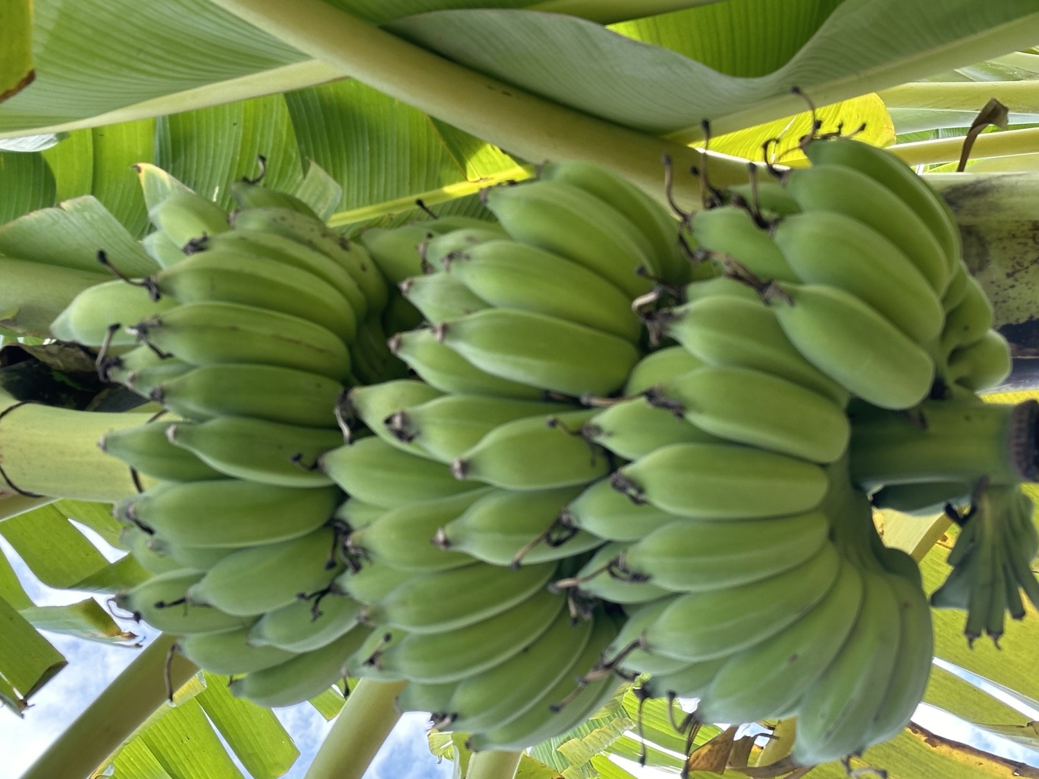 กล้วยน้ำหว้าปลอดสาร