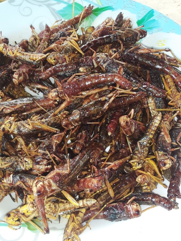 ตั๊กแตนสด