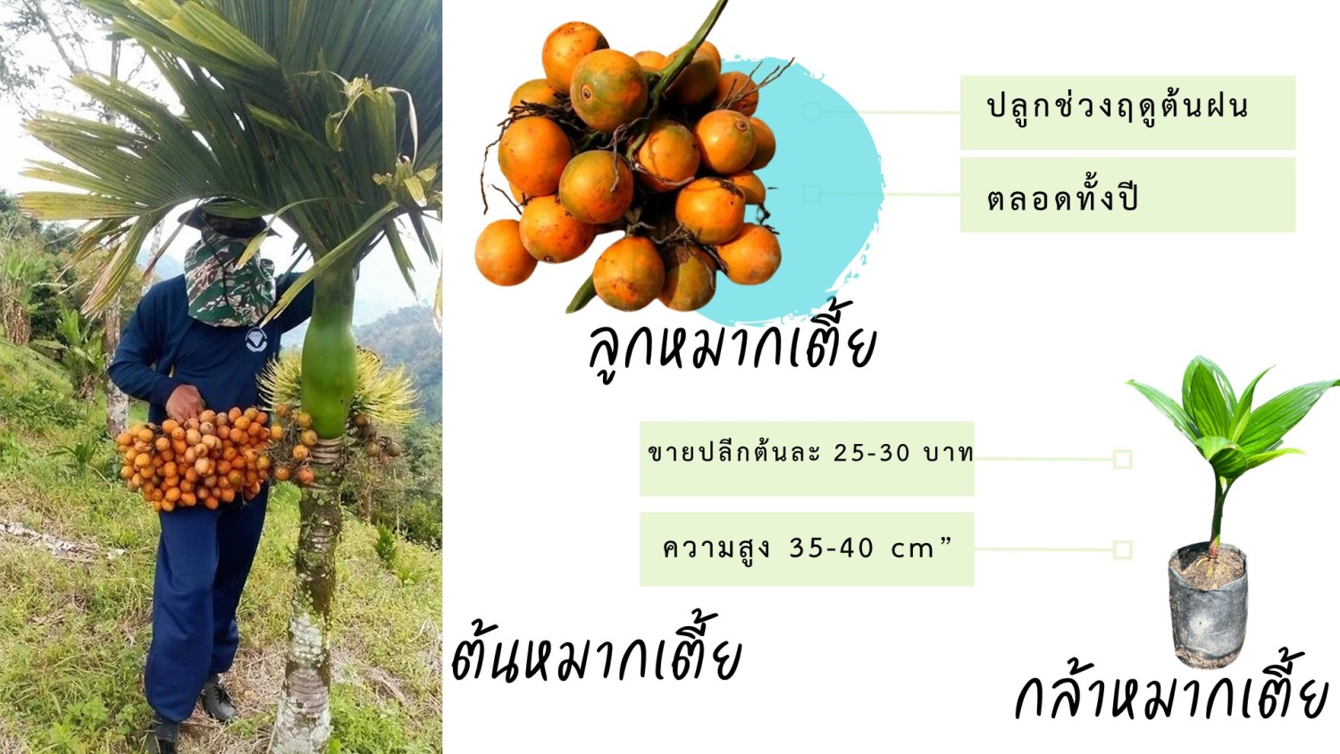 กล้าหมากเตี้ย