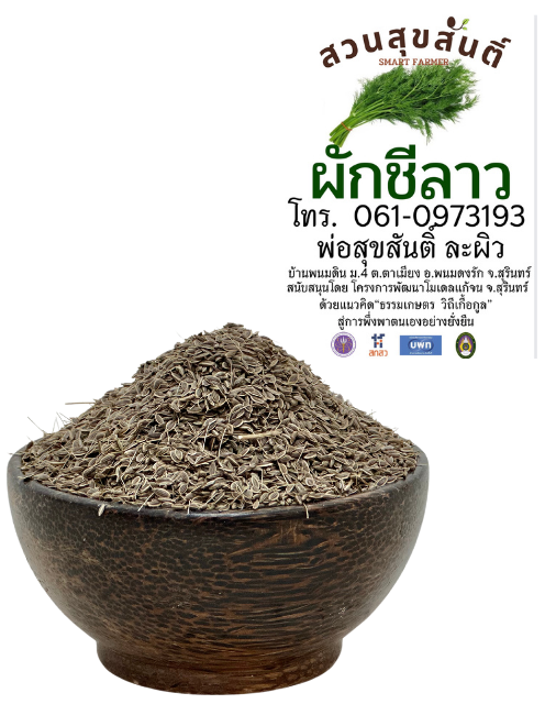 เมล็ดพันธุ์ผักชีลาว